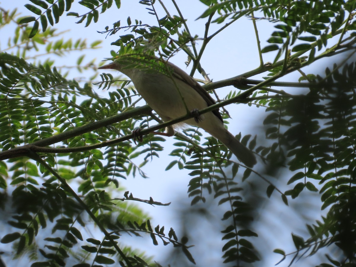 østsanger - ML646588543