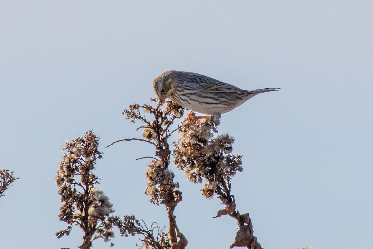 Savannah Serçesi (princeps) - ML646588544