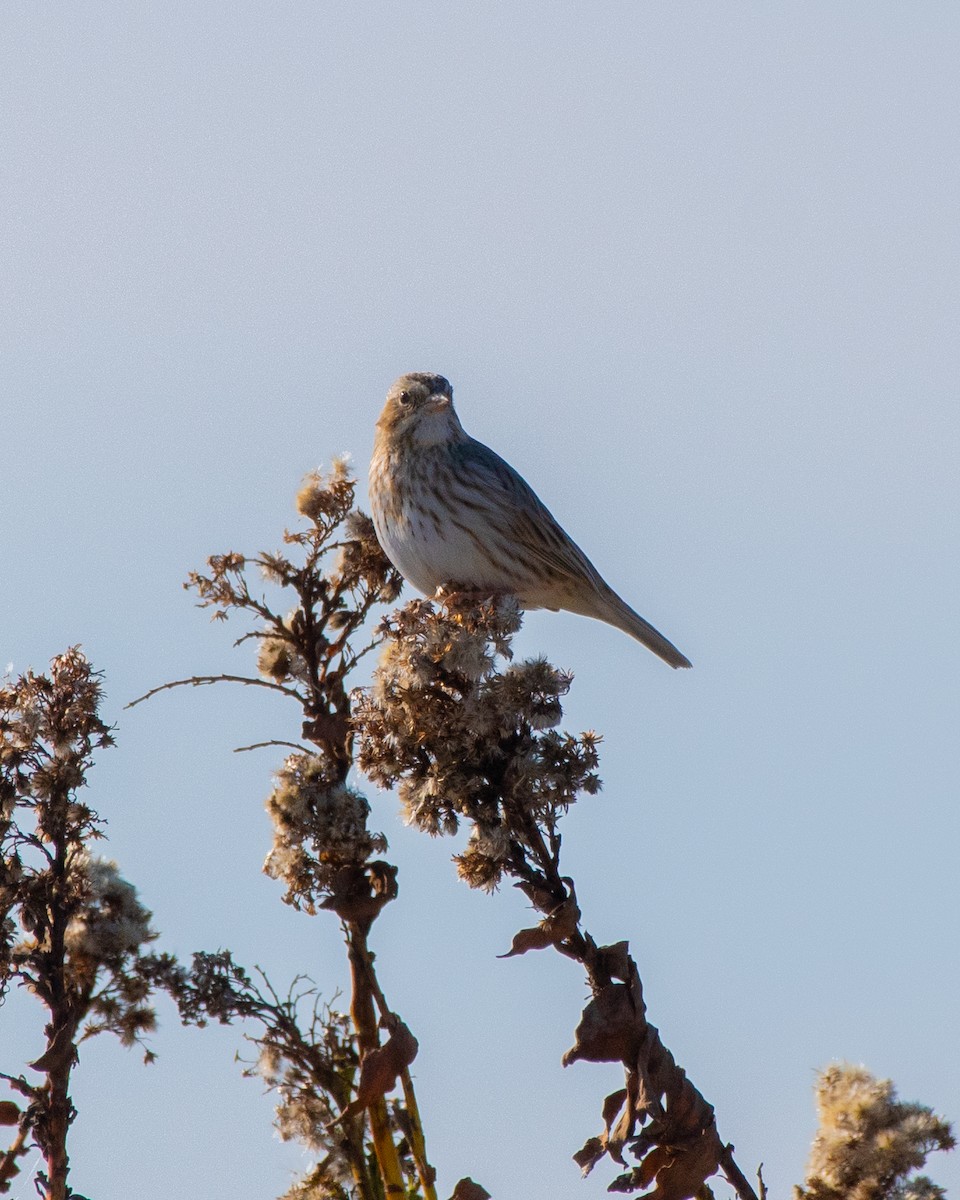 Savannah Serçesi (princeps) - ML646588545