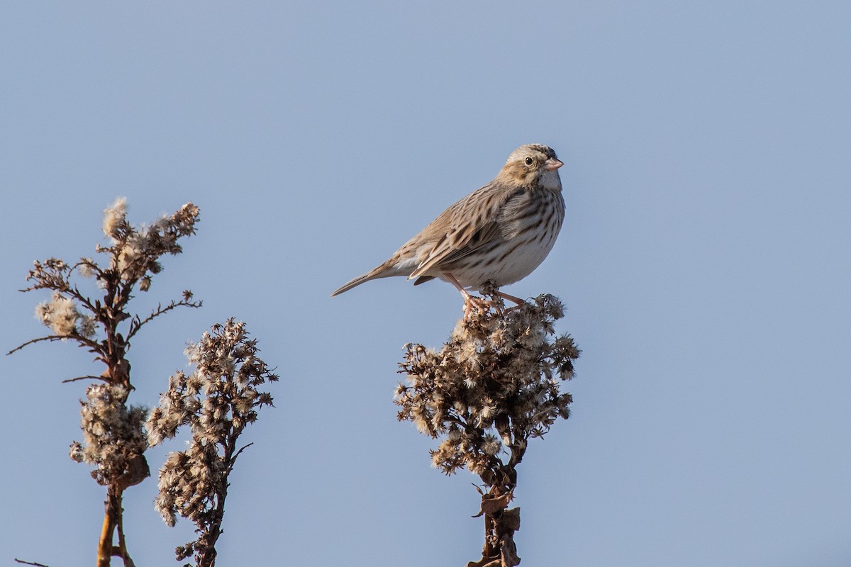 Savannah Serçesi (princeps) - ML646588546