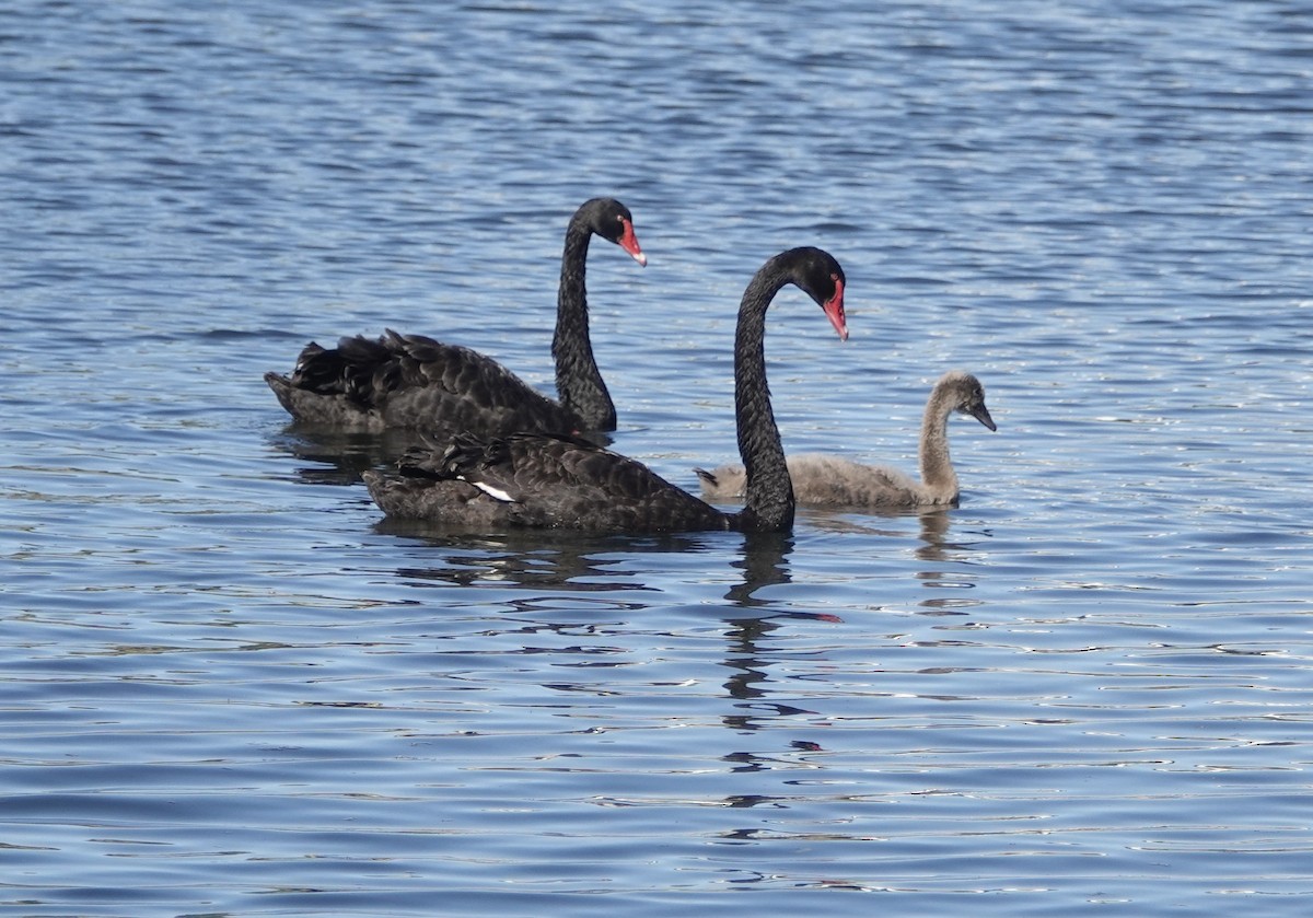 Schwarzschwan - ML646588547