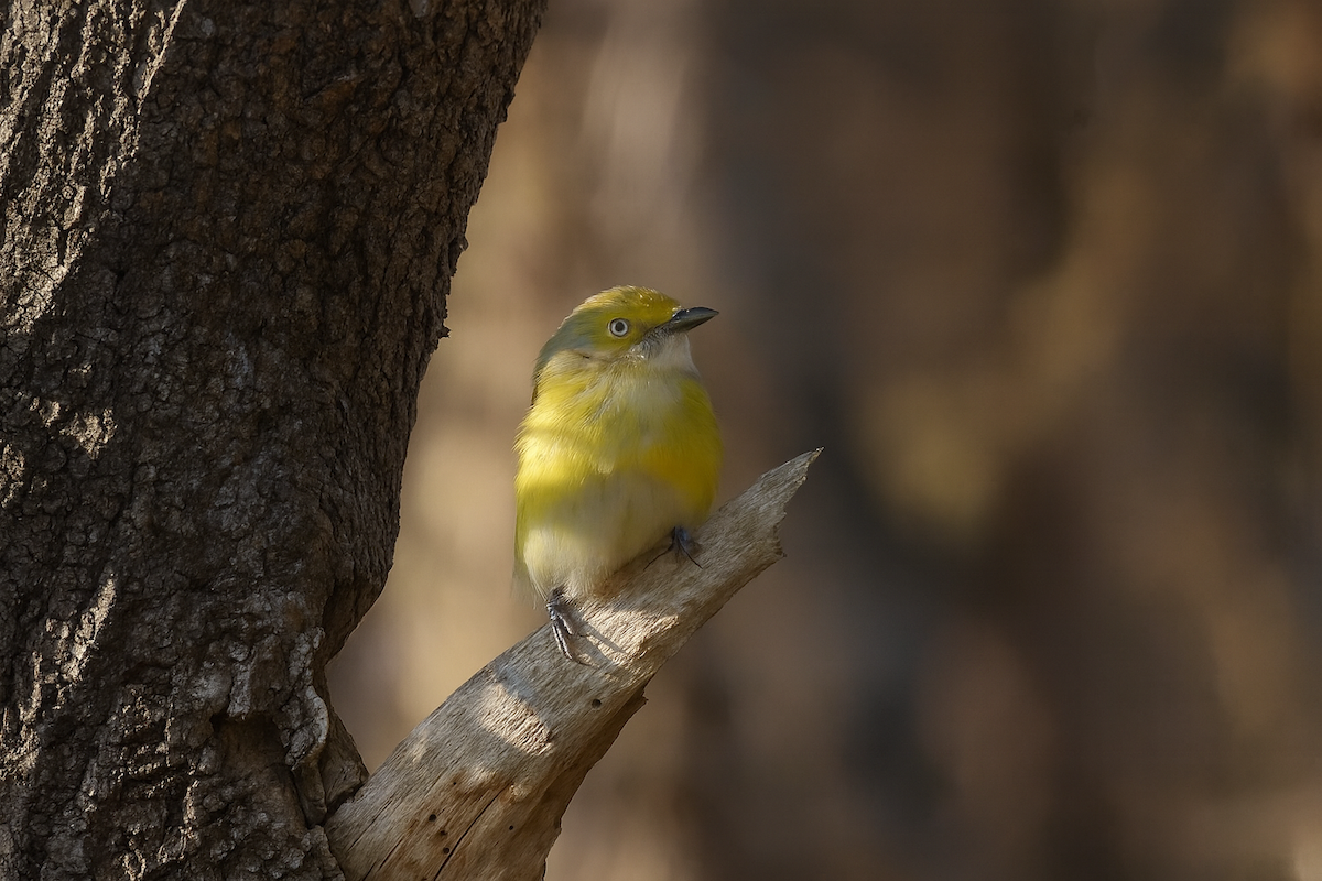 White-eyed Vireo - ML646588549