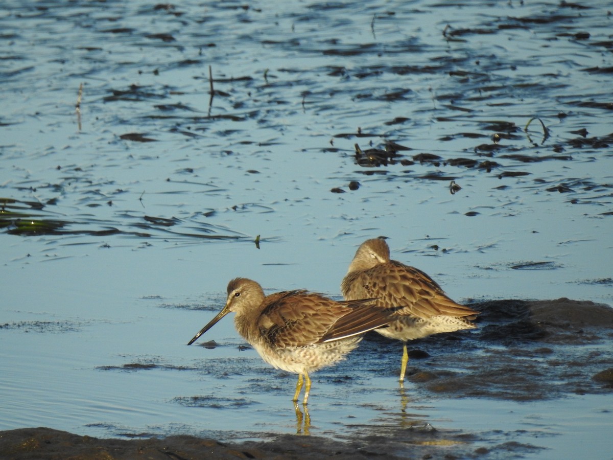 Agujeta Gris - ML646588550