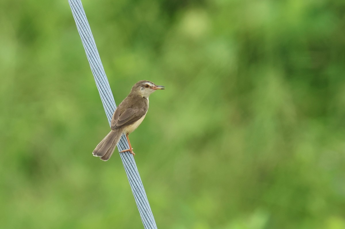 Plain Prinia - ML646588552