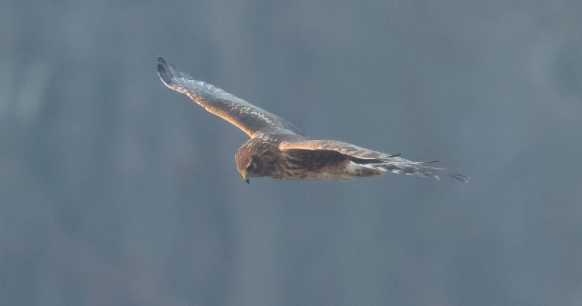 アメリカハイイロチュウヒ - ML646588554