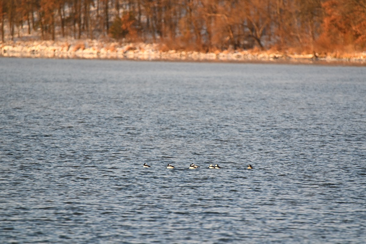 Bufflehead - ML646588558