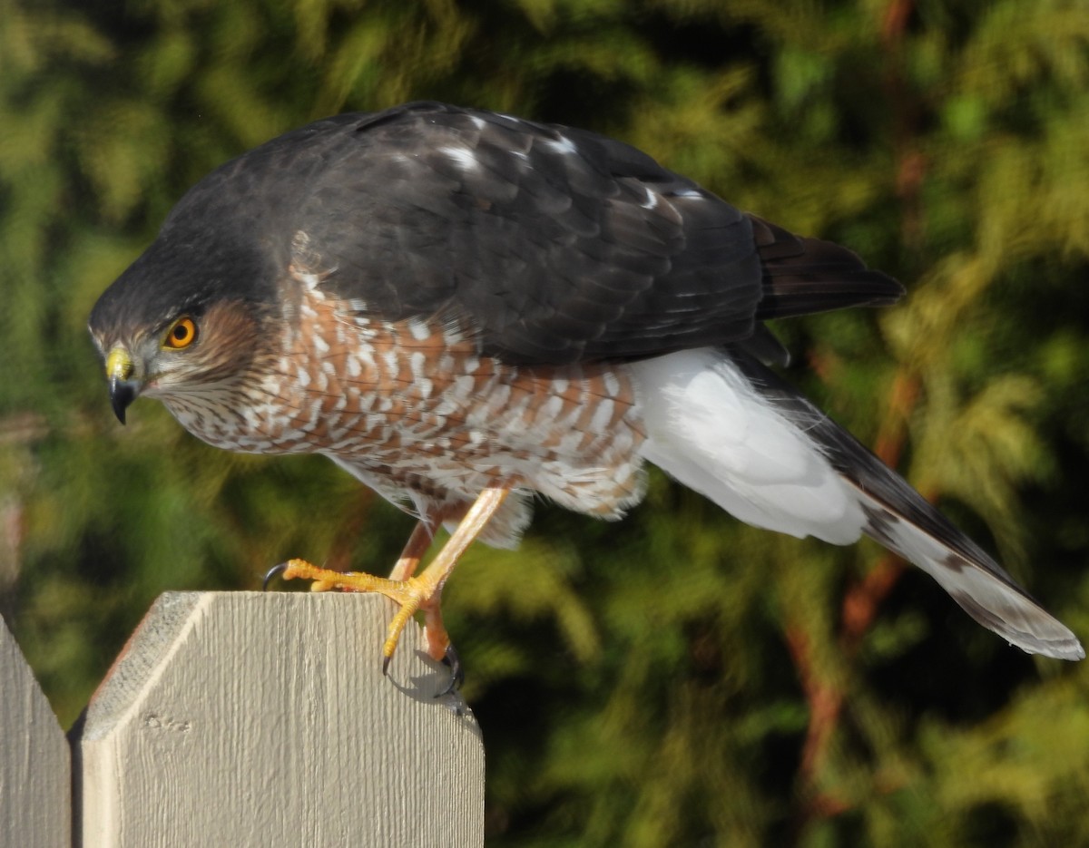 Sharp-shinned Hawk - ML646588561