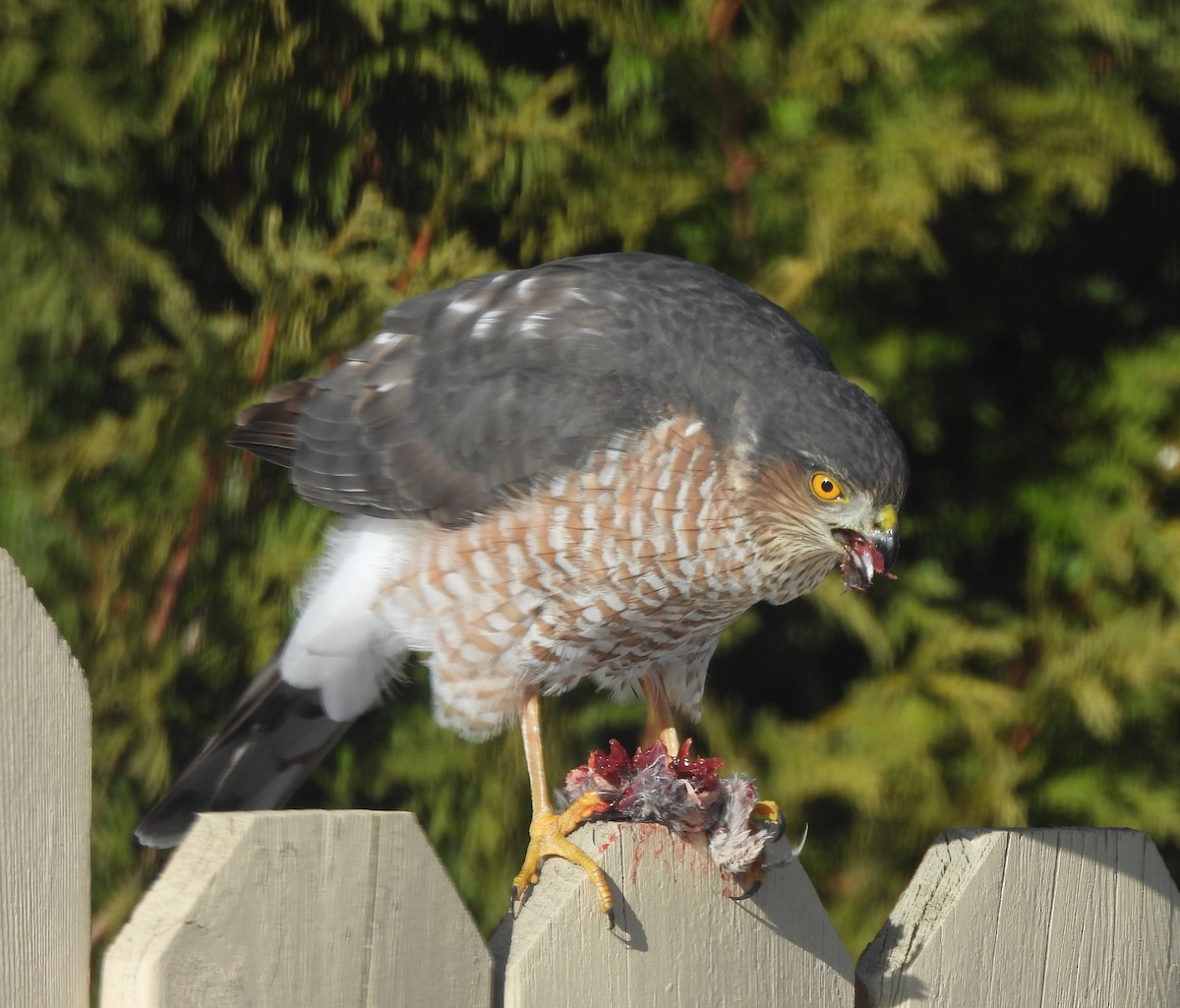 Sharp-shinned Hawk - ML646588562