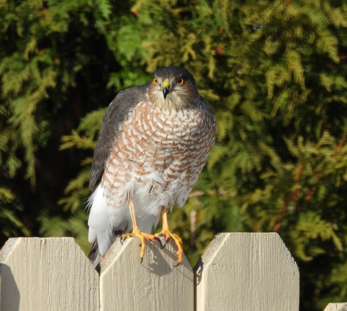 Sharp-shinned Hawk - ML646588563