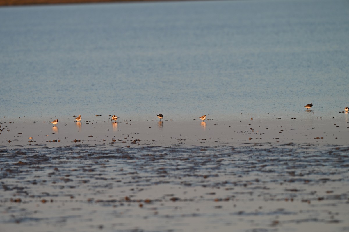 Snowy Plover - ML646588564
