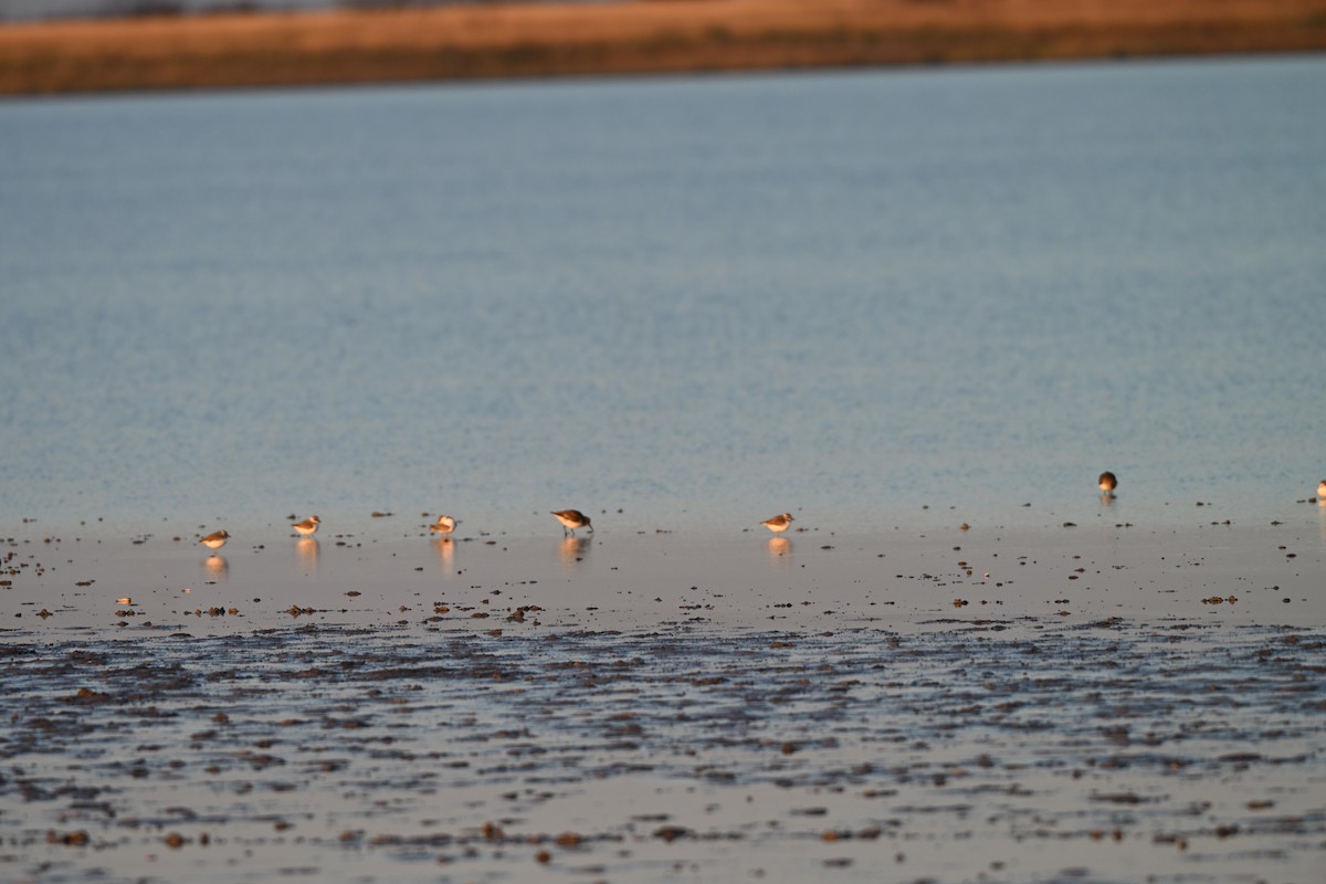 Snowy Plover - ML646588565