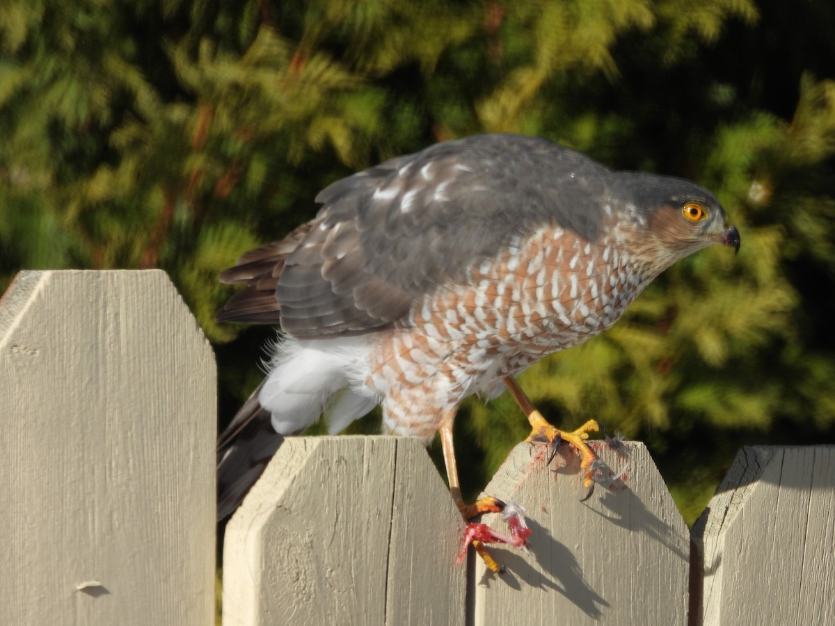 Sharp-shinned Hawk - ML646588566