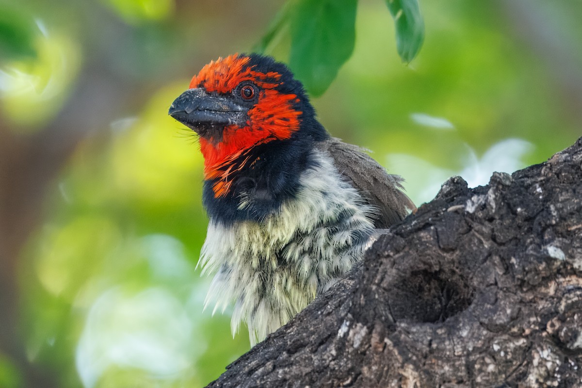 Black-collared Barbet - ML646588567