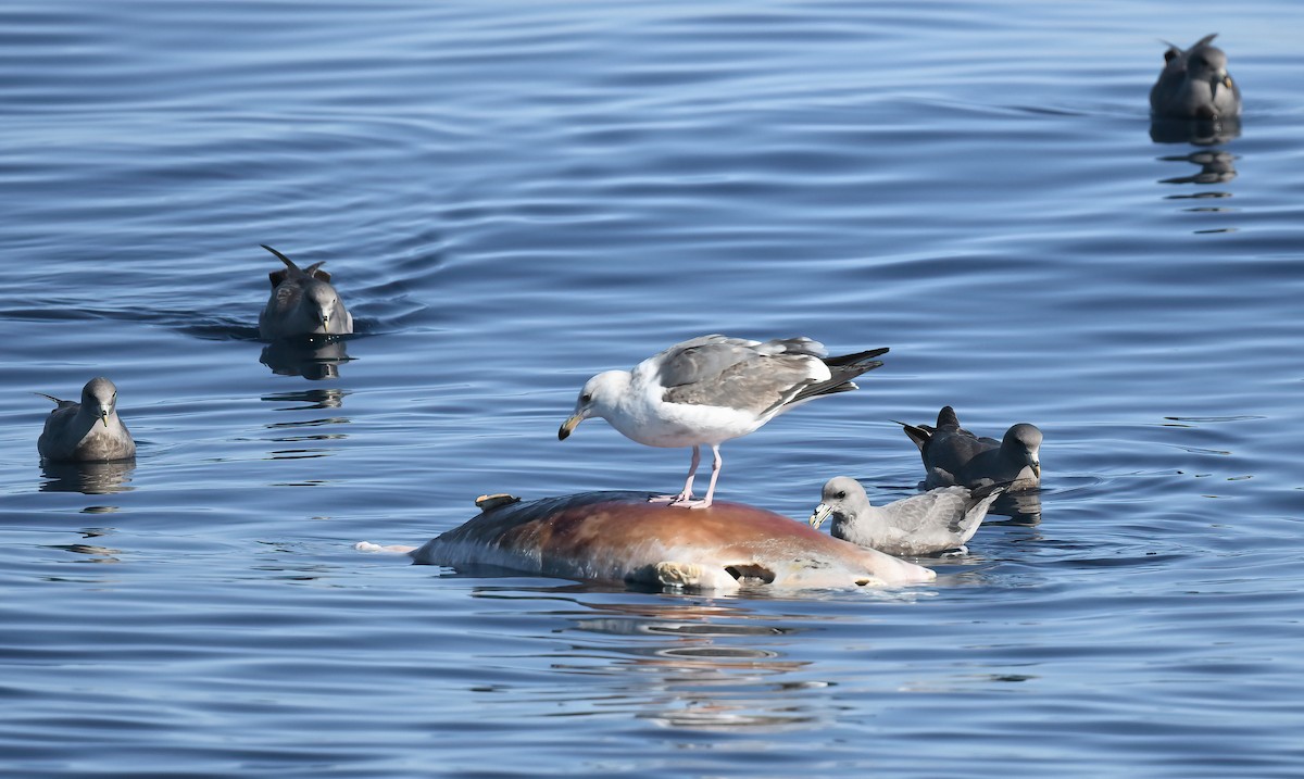Fulmar Boreal - ML646588569