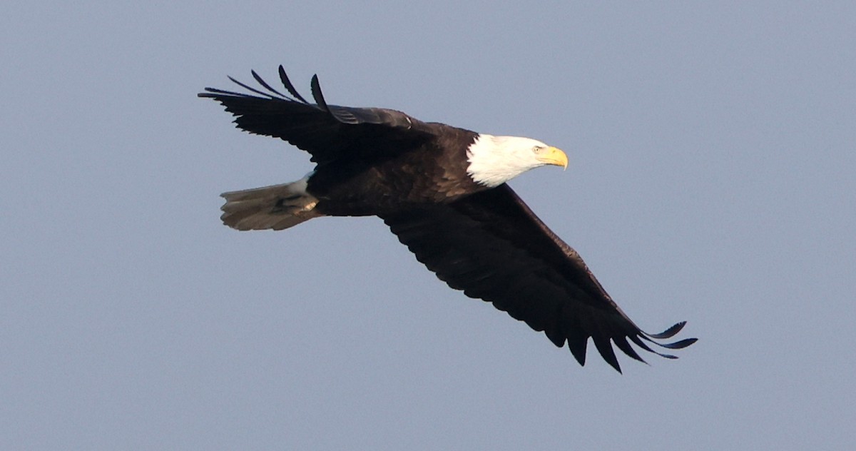 ハクトウワシ - ML646588574