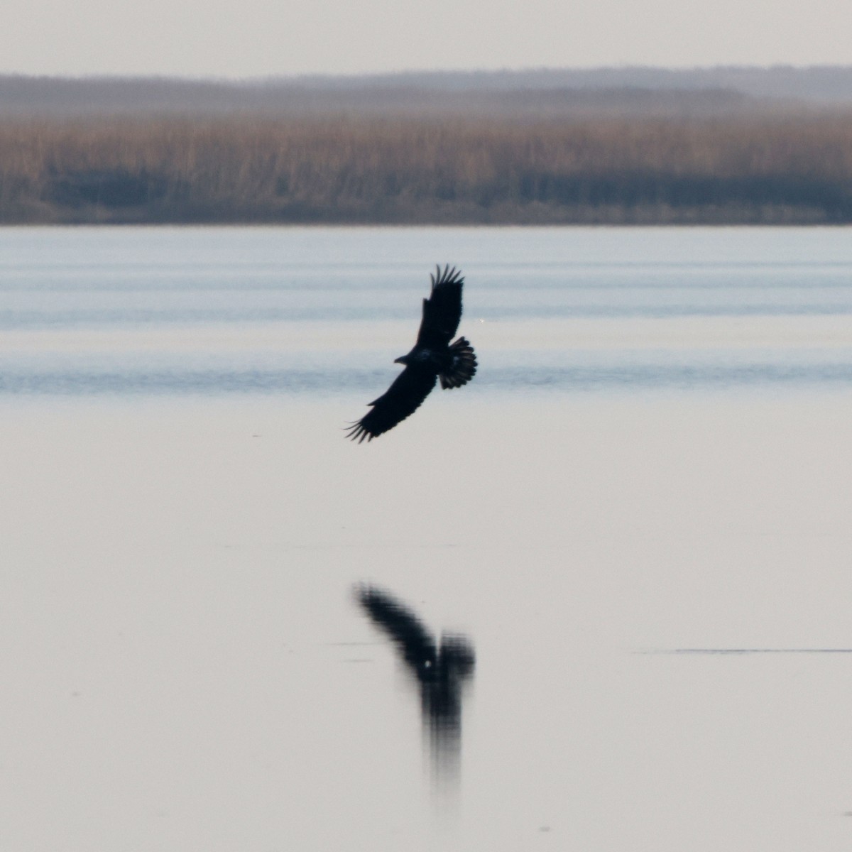 ハクトウワシ - ML646588575