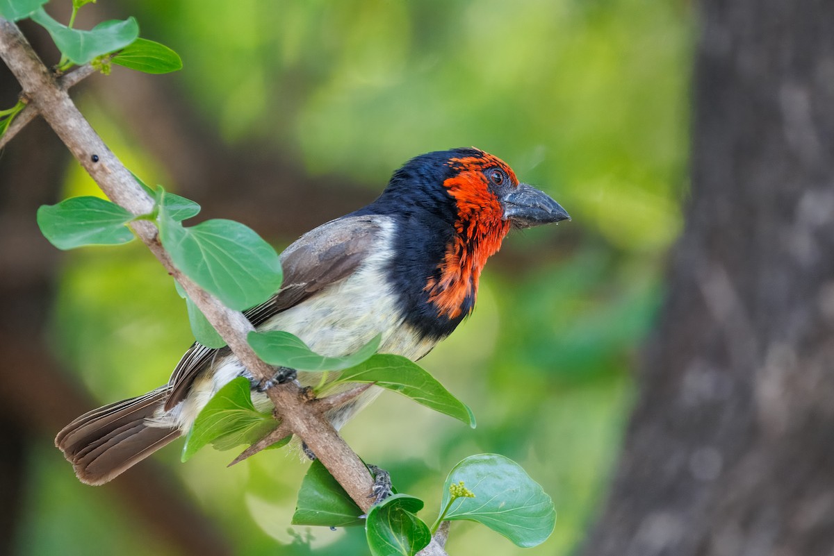 Black-collared Barbet - ML646588578