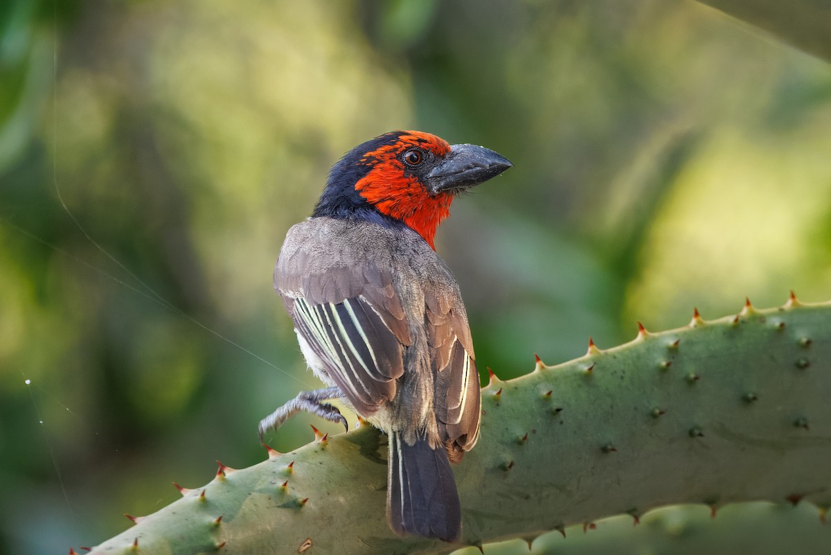 Black-collared Barbet - ML646588581