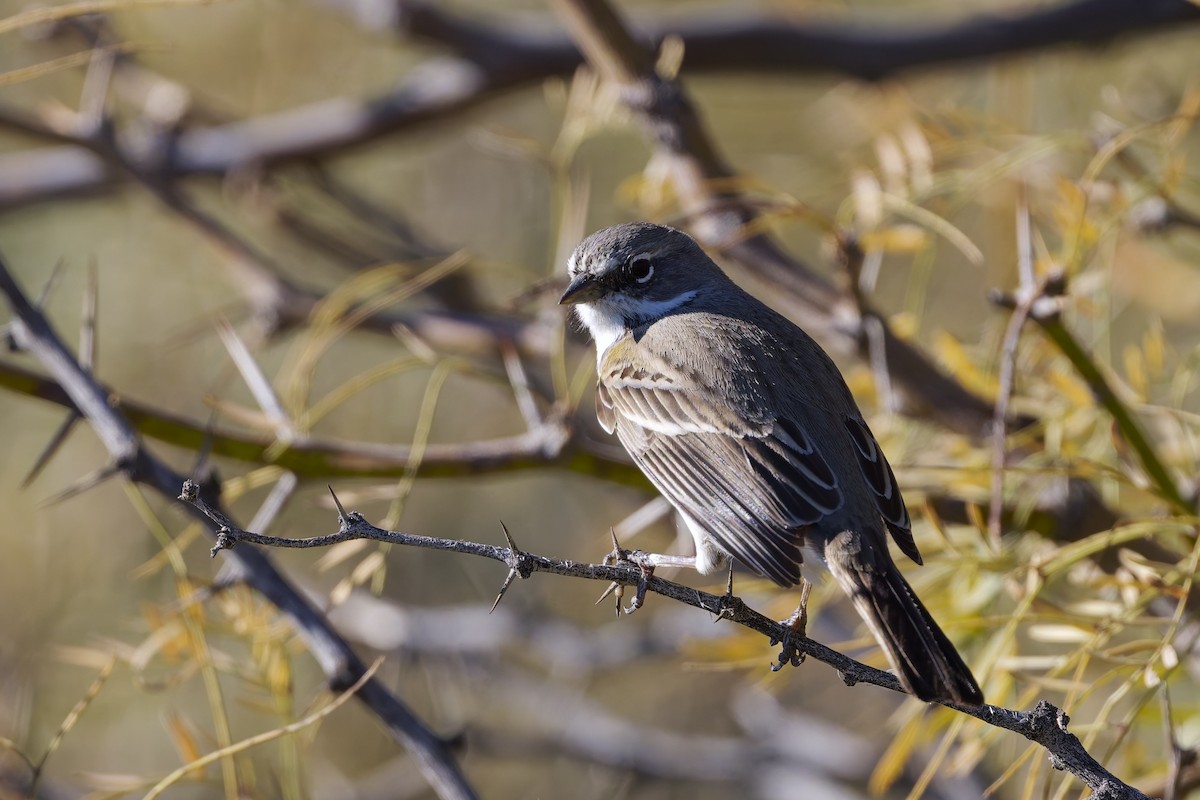 Chingolo de Bell - ML646588582