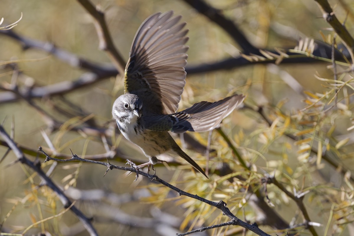 Chingolo de Bell - ML646588583