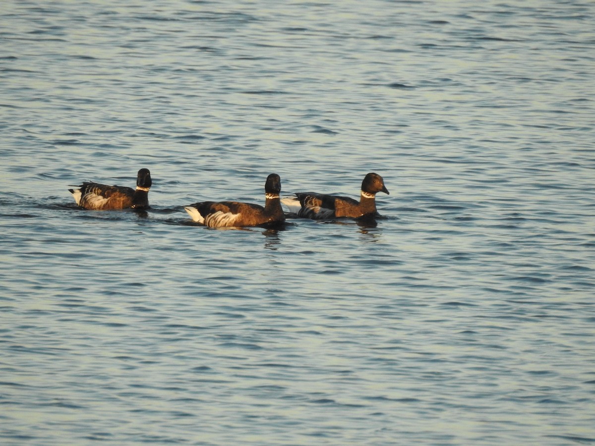 Barnacla Carinegra - ML646588585