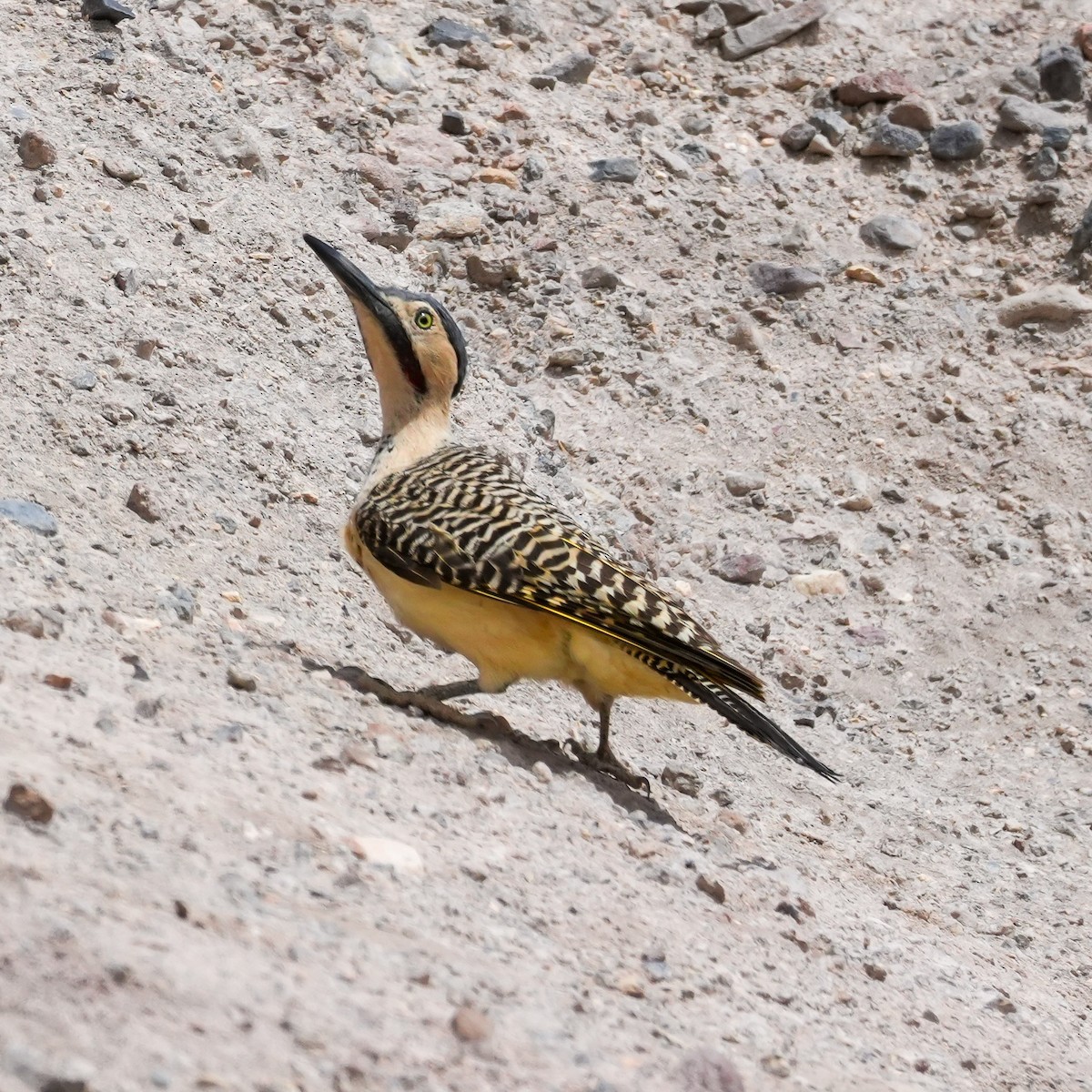 And Ağaçkakanı - ML646588589