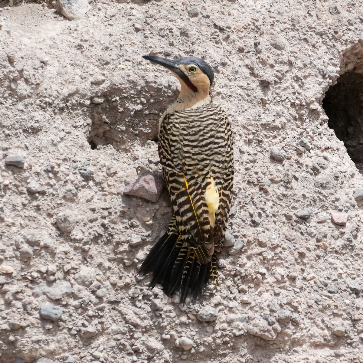 And Ağaçkakanı - ML646588590