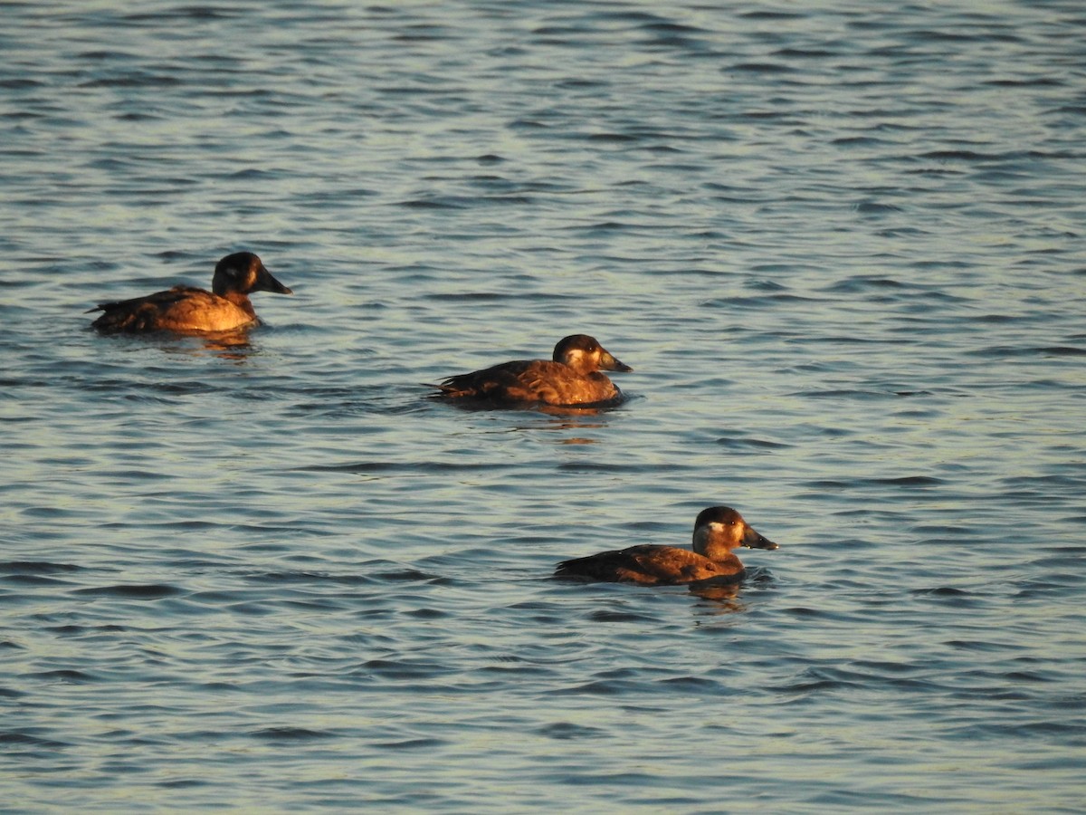 Negrón Careto - ML646588594