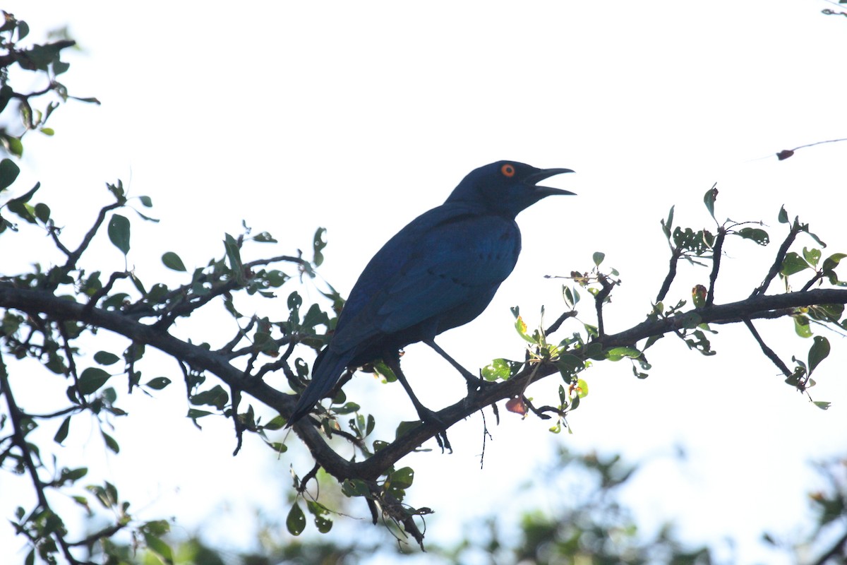 Greater Blue-eared Starling - ML646588600