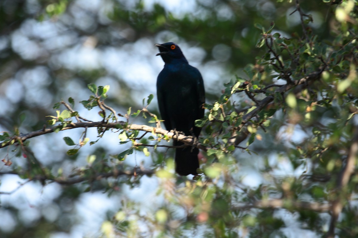 Greater Blue-eared Starling - ML646588601