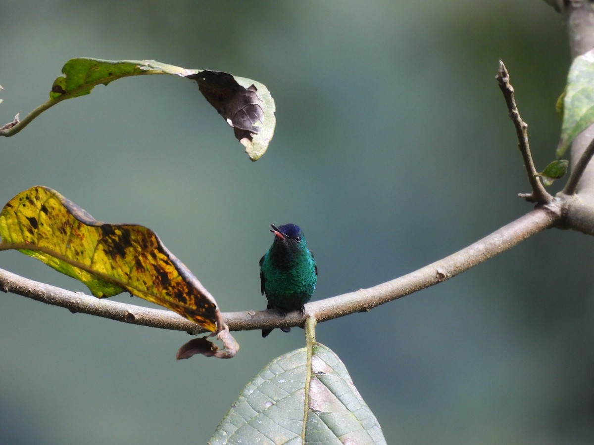 Indigo-capped Hummingbird - ML646588602