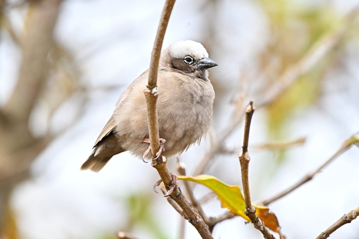 Gray-capped Social-Weaver - ML646588604