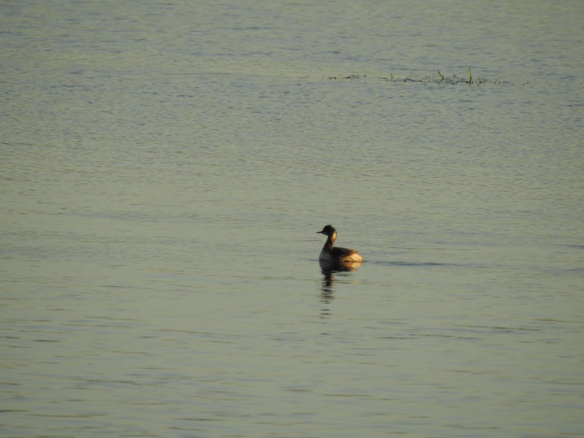 Zampullín Cuellinegro - ML646588607