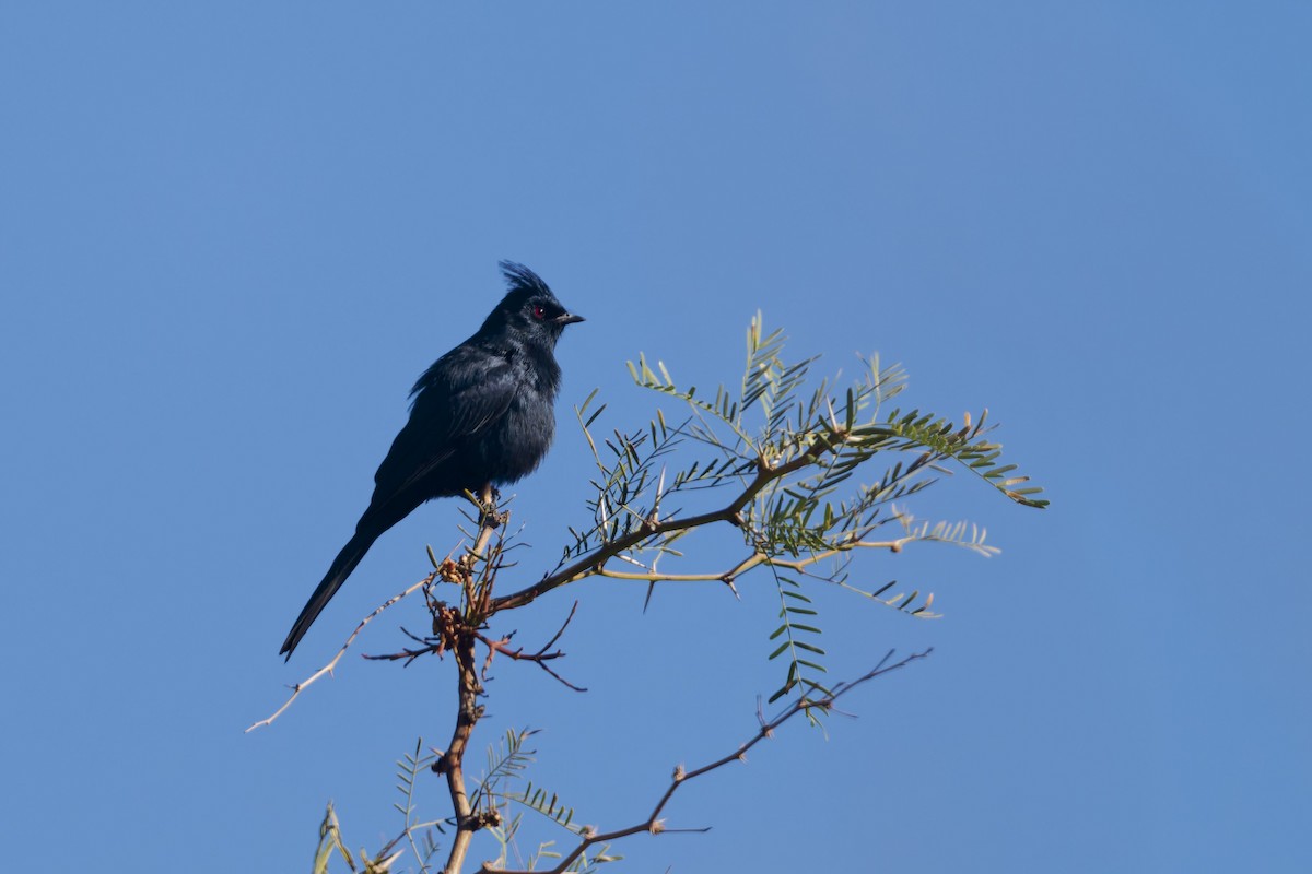 Capulinero Negro - ML646588608
