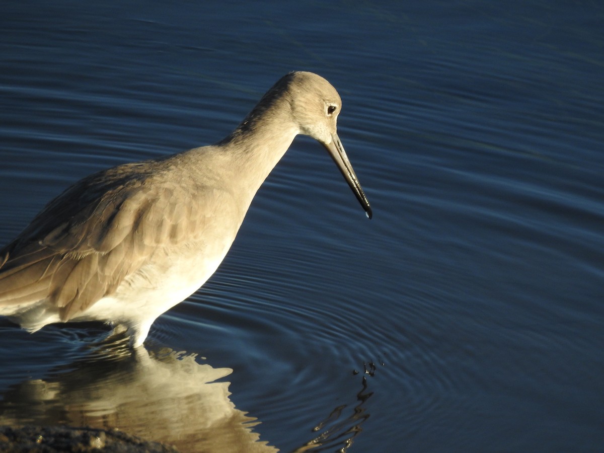 בבואן קרום-אצבעות - ML646588610