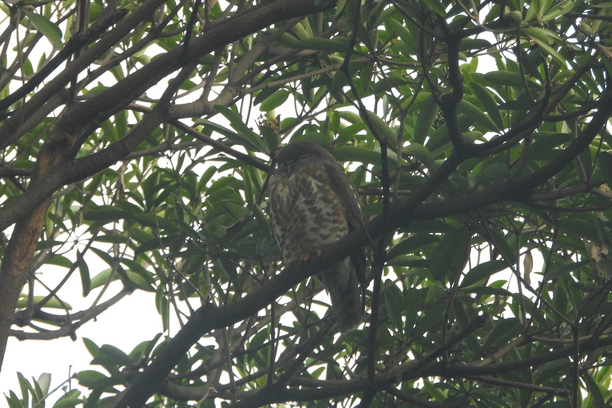 Ninoxe hirsute - ML646588611