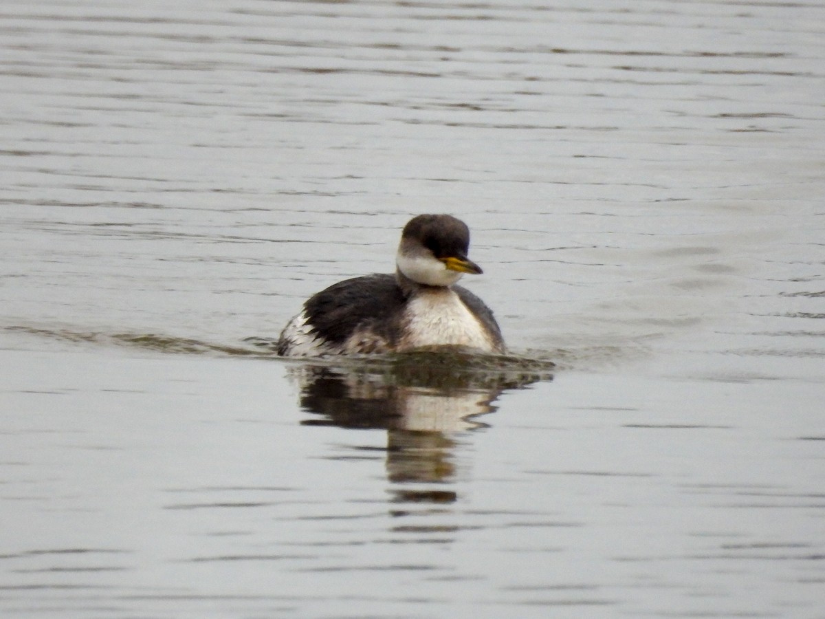טבלן אפור-לחיים - ML646588612