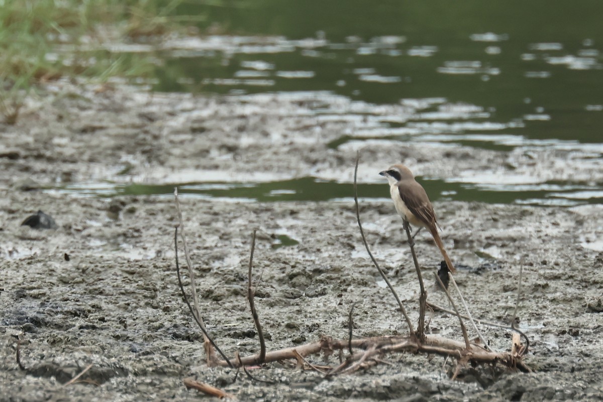 חנקן חום - ML646588618