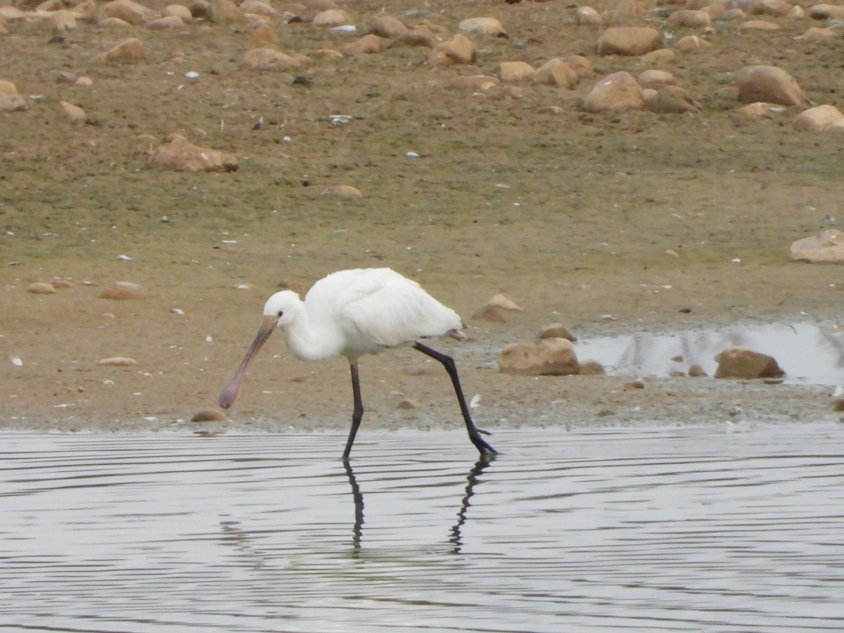 כפן - ML646588620