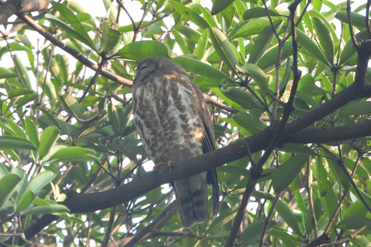 Ninoxe hirsute - ML646588622