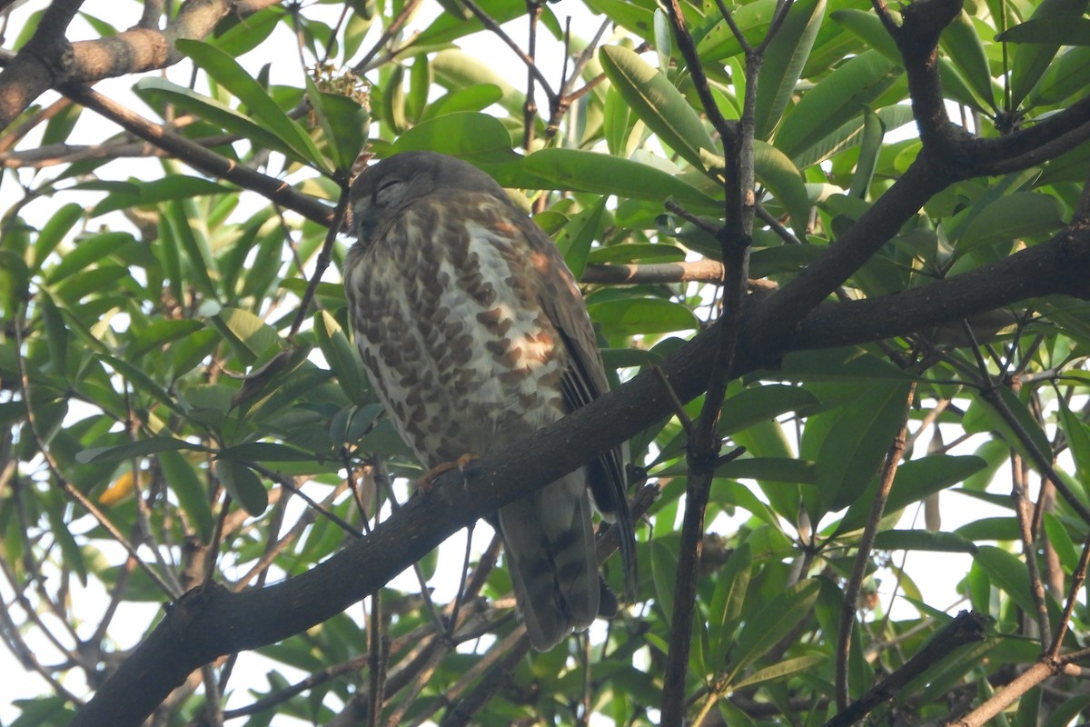 Ninoxe hirsute - ML646588623