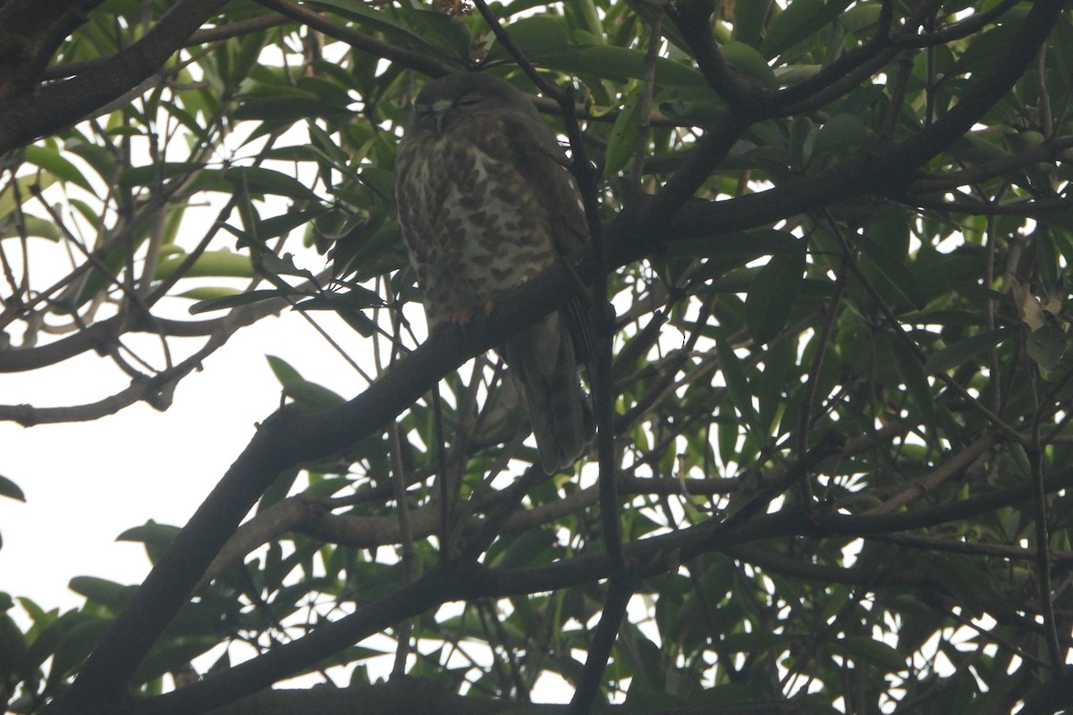 Ninoxe hirsute - ML646588625