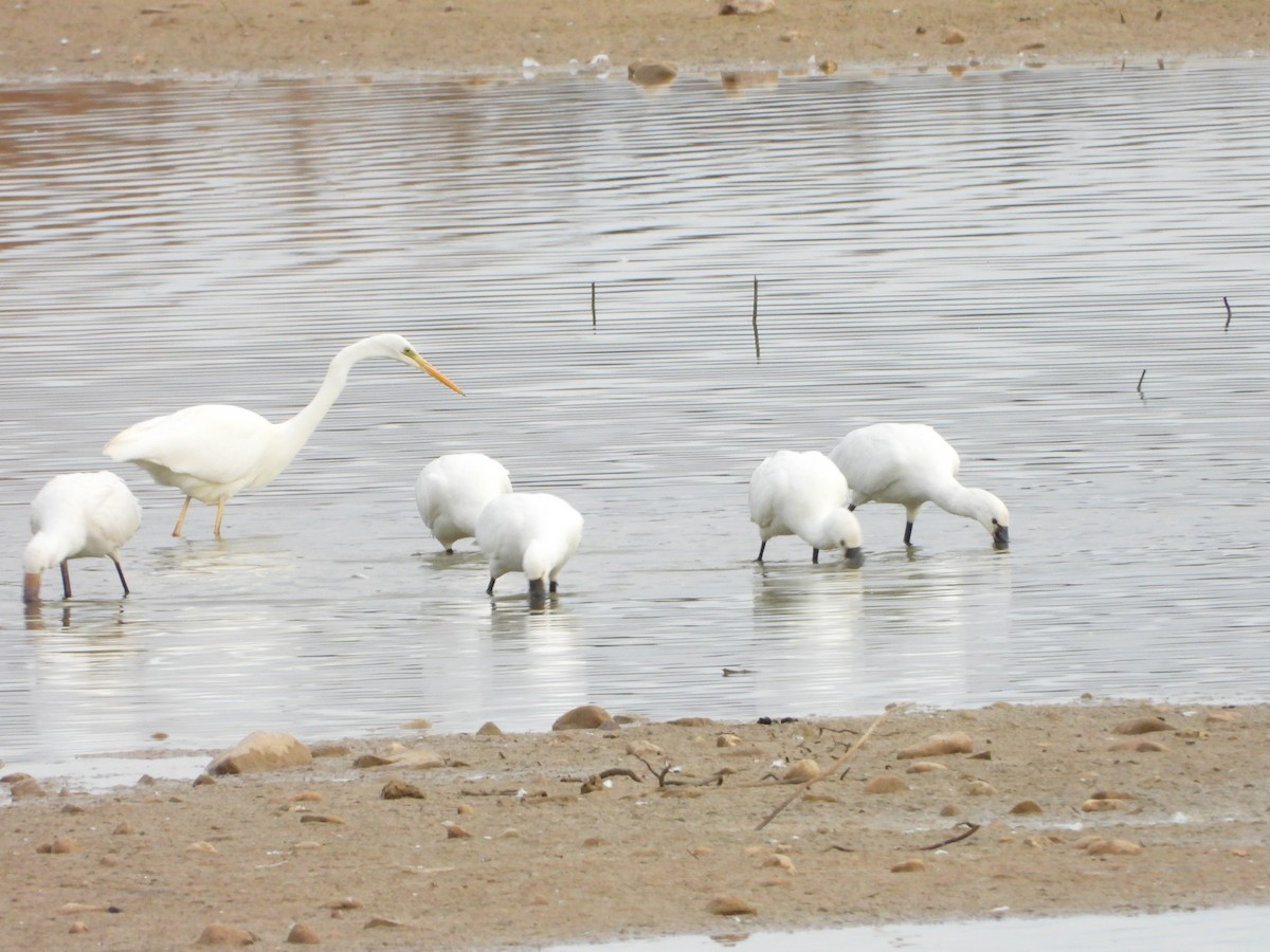 כפן - ML646588629