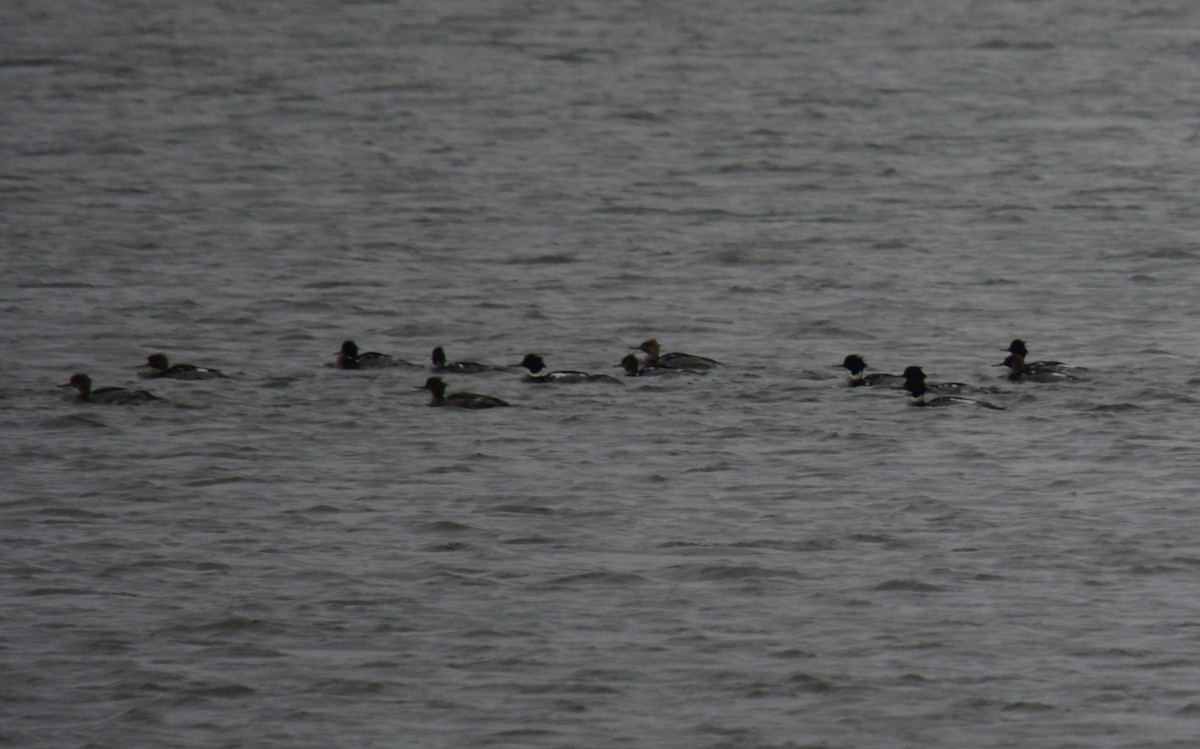 מרגון בינוני - ML646588630