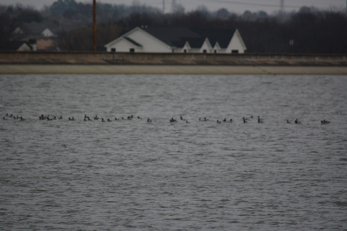 מרגון בינוני - ML646588631