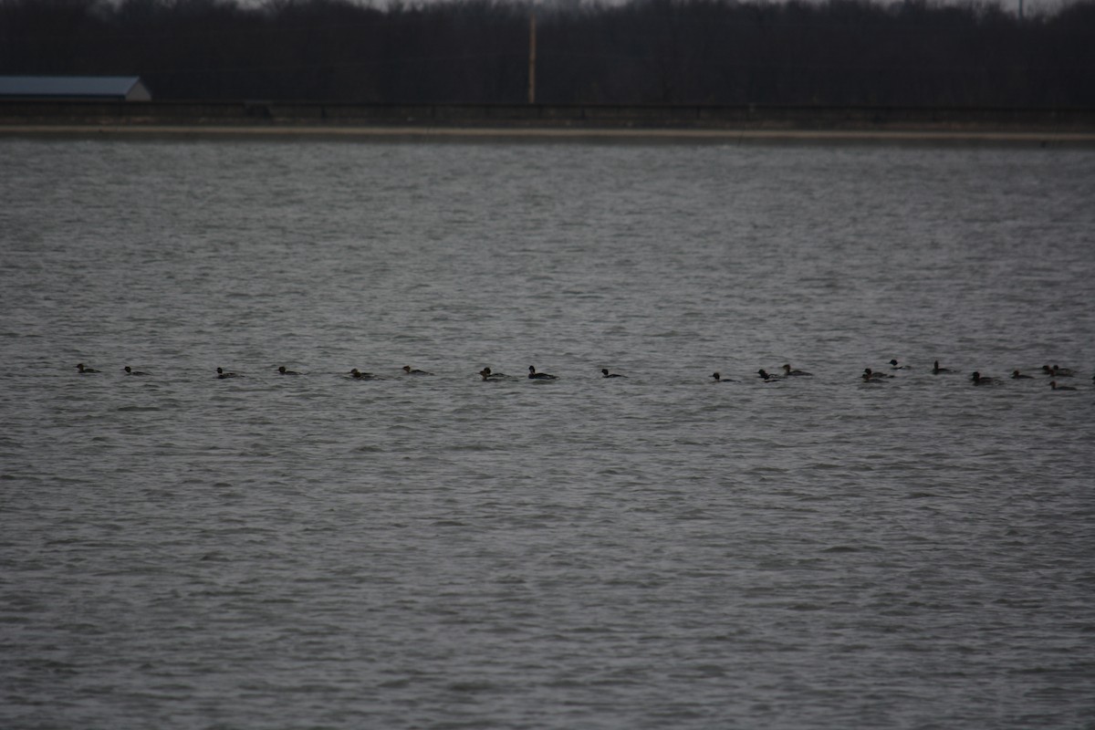 מרגון בינוני - ML646588632