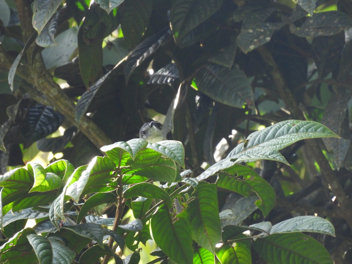 Marble-faced Bristle-Tyrant - ML646588633