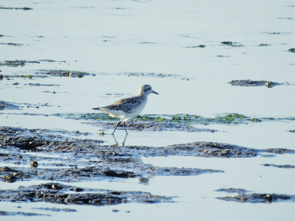 חופזי מנומר - ML646588635