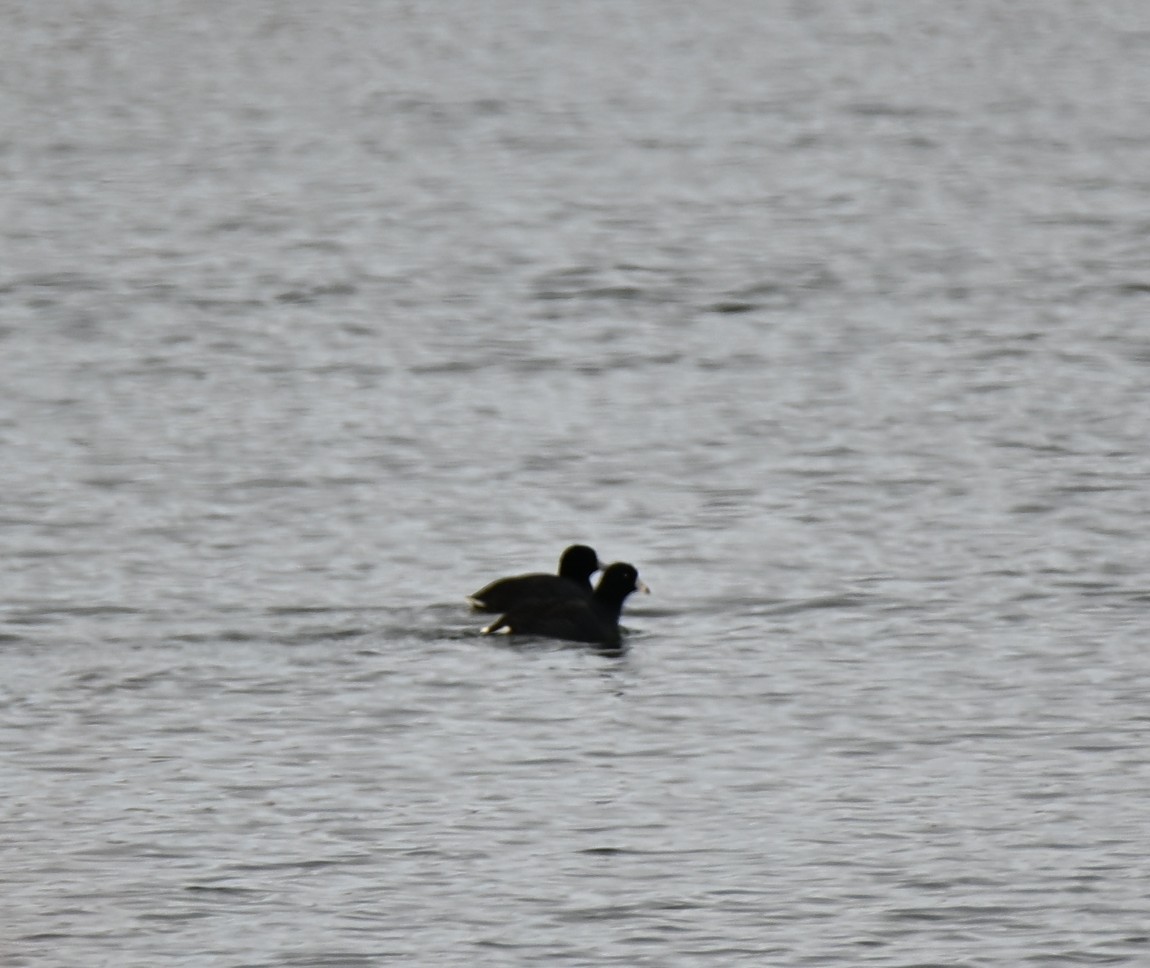 אגמית אמריקנית - ML646588636