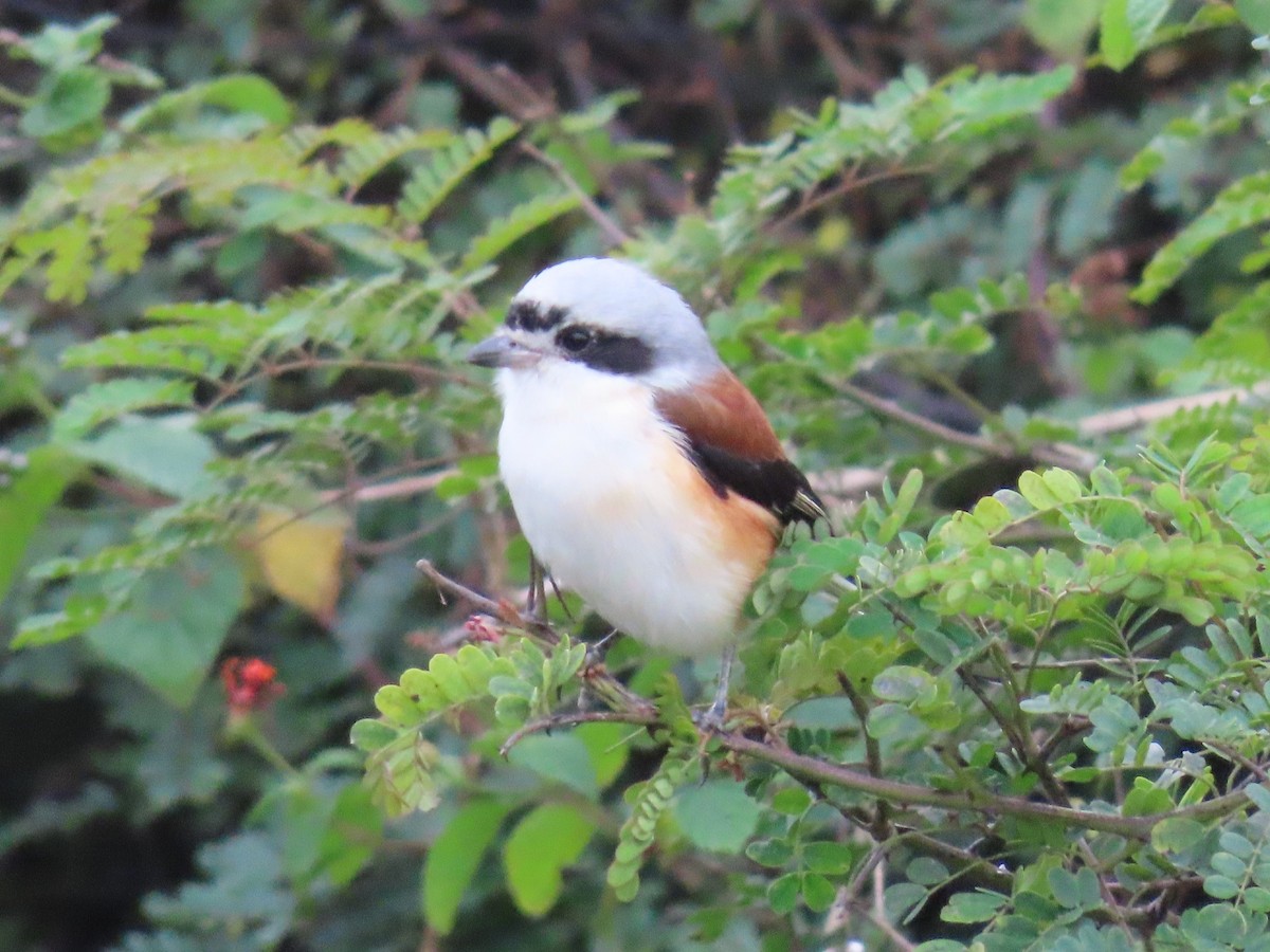 Bay-backed Shrike - ML646588637